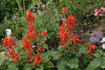 庭の赤いサルビア